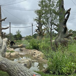 Tropical Forests-Gorilla