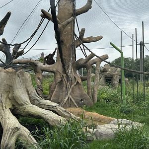 Tropical Forests-Orangutan