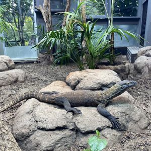 Khan - Komodo Dragon