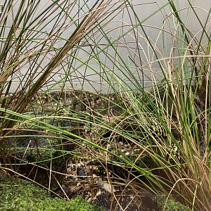 Southern Corroboree Frogs