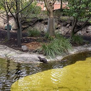 Asian Short Clawed Otter