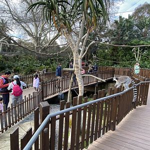 Ring Tailed Lemur Walkthrough