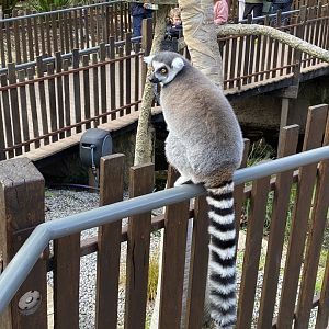 Ring Tailed Lemur