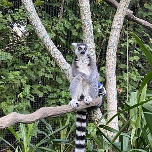 Ring Tailed Lemur