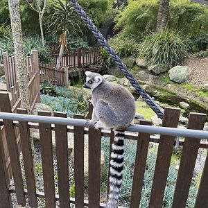 Ring Tailed Lemur