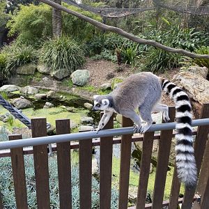 Ring Tailed Lemur