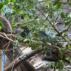 Spot the Fijian Crested Iguanas