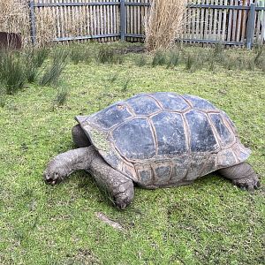 Male Aldabran Giant Tortoise