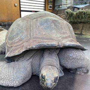Male Aldabran Giant Tortoise