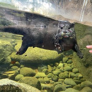 Asian Short Clawed Otter