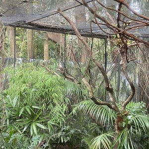 Luzon Bleeding Heart Dove Aviary