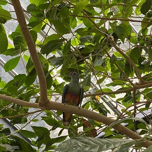 Rose Crowned Fruit Dove