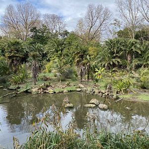 Forest of Wonders Island