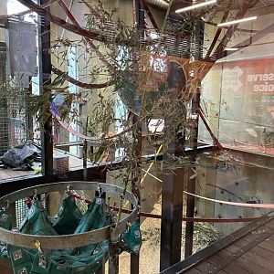 Indoor Orangutan/Saimang Dayroom