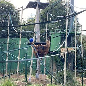 Malu - Sumatran Orangutan