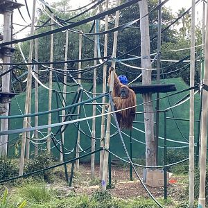 Malu - Sumatran Orangutan
