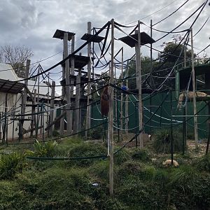 Orangutan enclosure