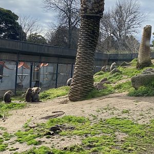 Hamadryads Baboon Troop