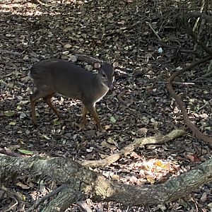 Blue duiker