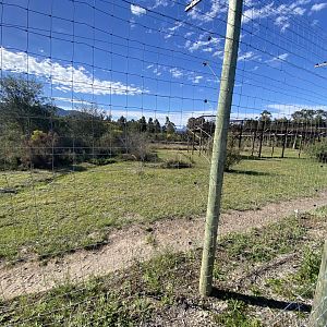 African lion enclosure