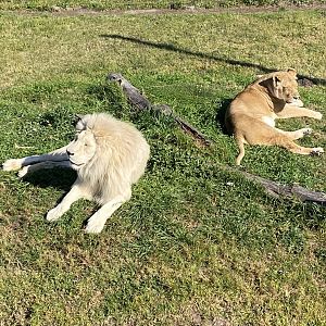 African lions