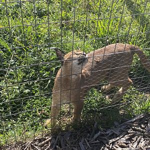 Caracal image 1