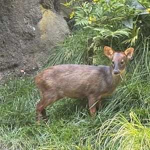 Southern Pudu