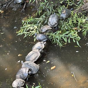 Red-eared Sliders