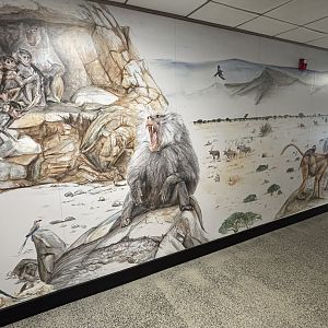 Hamadryas Baboon Mural