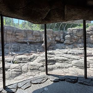 Hamadryas Baboon Exhibit