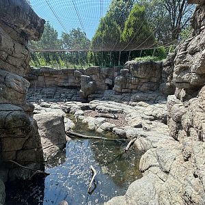 Hamadryas Baboon Exhibit