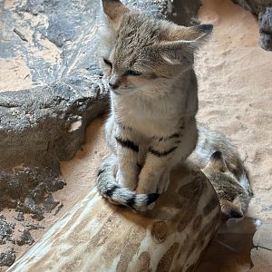 Sand Cats