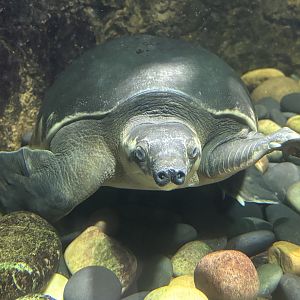 Pig-nosed Turtle