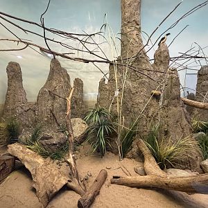 Dwarf Mongoose/Von der Decken’s Hornbill Exhibit