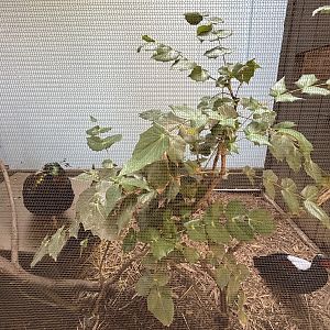 Himalayan Monal + Taiwan Blue Pheasant