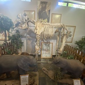 Elephant display