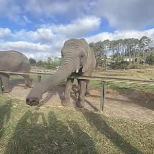 African elephant image 1
