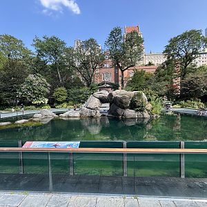California Sea Lion Exhibit