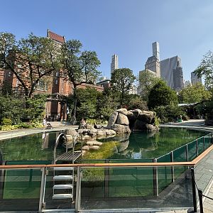 California Sea Lion Exhibit