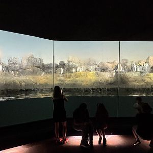 King/Gentoo/Chinstrap/Macaroni Penguins