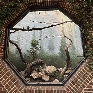 Red-billed Blue Magpie Aviary