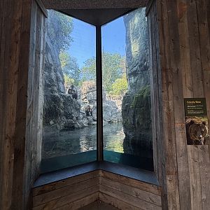 Brown Bear Exhibit