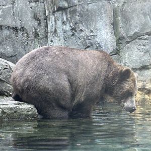 Brown Bear
