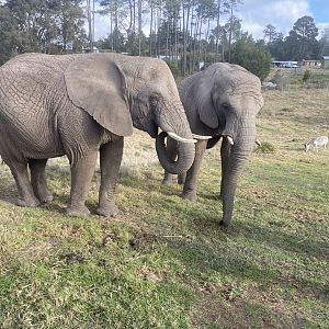 African elephants image 2