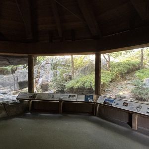 Snow Leopard Exhibit #2