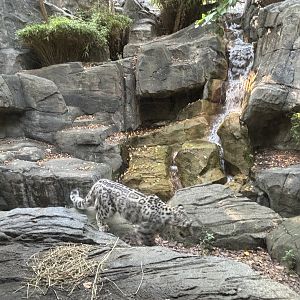 Snow Leopard