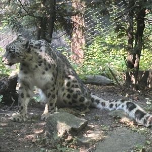 Snow Leopard