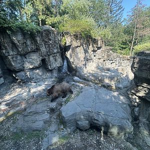 Brown Bear Exhibit