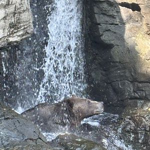 Brown Bear + Waterfall