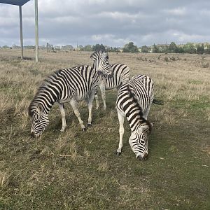 Zebras image 2